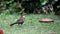 Blackbirds collecting food for their young