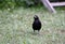 Blackbirds collecting food for their young