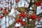 Blackbirds foraging for food in the woods