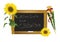 Blackboard and sunflowers