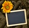 Blackboard and yellow sunflower