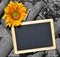 Blackboard and yellow sunflower color key