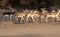 The blackbuck aka Antilope cervicapra is animal of desert areas of Pakistan