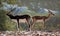 The blackbuck aka Antilope cervicapra is animal of desert areas of Pakistan