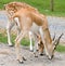 Blackbuck Antelope