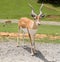 Blackbuck Antelope