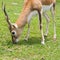 Blackbuck Antelope