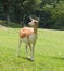 Blackbuck Antelope