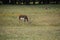 Blackbuck antelope (antilope cervicapra) feeding