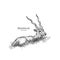 Blackbuck antelope Strepsiceros cervicapra, illustration vector