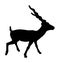 Blackbuck antelope vector silhouette isolated on white background. Indian antilope Cervicapra.
