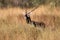 Blackbuck antelope in yellow grass