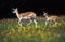 BLACKBUCK ANTILOPE antilope cervicapra, FEMALE WITH CALF IN MEADOW