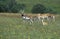 Blackbuck Antilope, antilope cervicapra, Male and Females standing in Long Grass