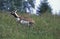 Blackbuck Antilope, antilope cervicapra, Male standing in Long Grass