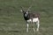 Blackbuck, Antilope cervicapra