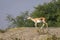 Blackbuck or antilope cervicapra or indian antelope a near threatned animal in open field and grassland against blue sky and