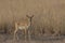 Blackbuck Antilope cervicapra staring at camera.