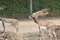 Blackbuck deer Antilope cervicapra in zoo
