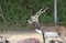 Blackbuck deer Antilope cervicapra in zoo