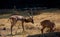 The Blackbuck deer standing in front of the lake