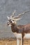 Blackbuck eating grass