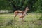 Blackbuck and fawn affection in a beautiful open grass field at outdoors with a scenic background and skyline at tal chappar