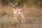 Blackbuck fawn with big ears