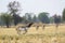 Blackbuck Indian Antelope