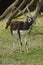 The Blackbuck, Indian antelope, Antilope cervicapra.