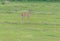 Blackbuck or Indian Antelope at Jayamangali Blackbuck Reserve Area, Karnataka, India