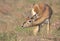 Blackbuck Indian Antelope Subadult Closeup Shot