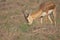 Blackbuck Indian Antelope Subadult Closeup Shot