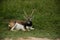 Blackbuck male antelope of India with large horns