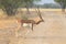 Blackbuck National Park, VelavadarGujarat