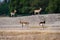 Blackbuck in open field with scenic landscape background at tal chhapar sanctuary india - Antilope cervicapra