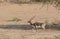 The Blackbuck roaming alone in Forest