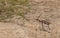 The Blackbuck roaming alone in Forest