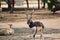 The Blackbuck roaming in the forest