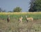 Blackbuck Subadult Males in Alert Mode