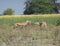 Blackbuck Subadult Males in Alert Mode