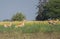 Blackbuck Subadult Males Jumping in the Field