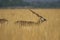 Blackbuck walking in a green background and morning light in grassland of tal chappar blackbuck sanctuary