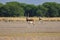 Blackbuck walking in a green background and morning light in grassland of tal chappar blackbuck sanctuary