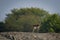 Blackbuck walking in a green background and morning light in grassland of tal chappar blackbuck sanctuary