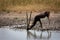 The blackbuckAntilope cervicapra, also known as the Indian antelope quenching thirst