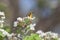 Blackburnian warbler in an apple blossoms