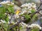 Blackburnian warbler and apple blossoms