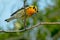 Blackburnian Warbler - Setophaga fusca