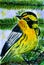 Blackburnian Warbler yellow bird on tree
